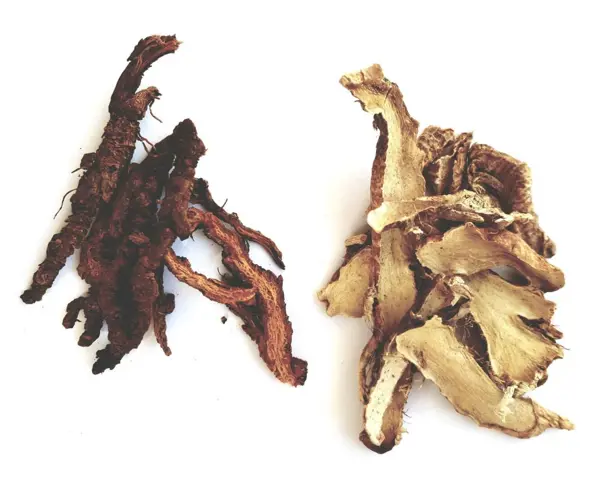 Digestion + Chaleur