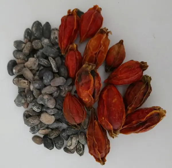 Zhi Zi Chi Tang